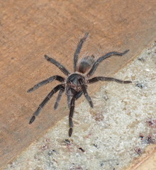 Lasiodora