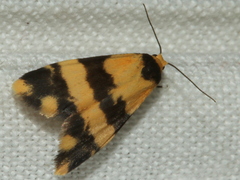 Thallarcha chrysochares