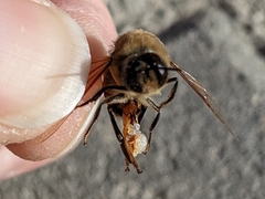 Apis mellifera