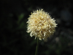 Calliscirpus criniger