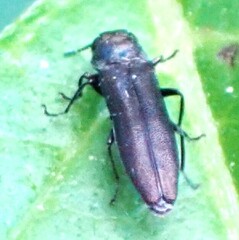 Agrilus cyanescens