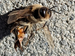 Apis mellifera