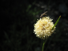 Calliscirpus criniger