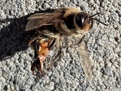 Apis mellifera
