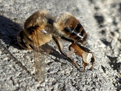Apis mellifera