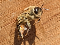 Apis mellifera