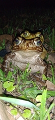Rhinella icterica