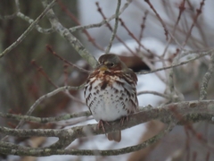 Passerella iliaca iliaca