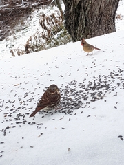 Passerella iliaca iliaca