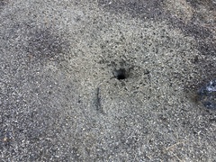 Veromessor pergandei