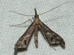 Tineodes adactylalis
