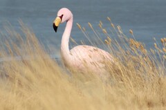 Phoenicoparrus jamesi