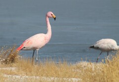 Phoenicoparrus jamesi