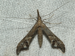 Tineodes adactylalis