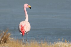 Phoenicoparrus jamesi