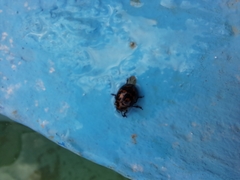 Platyphora congregata