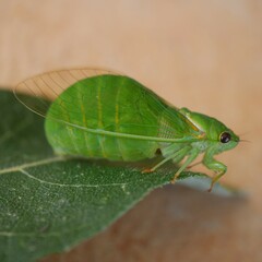 Glaucopsaltria viridis