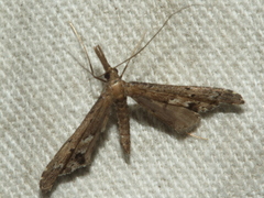 Tineodes adactylalis