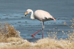 Phoenicoparrus jamesi