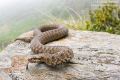 Vipera walser