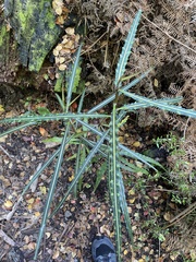 Pseudopanax crassifolius