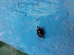 Platyphora congregata