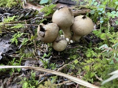 Lycoperdon spadiceum