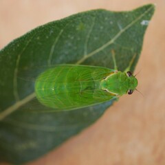 Glaucopsaltria viridis