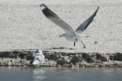 Chroicocephalus serranus