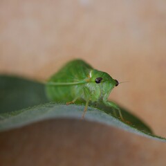 Glaucopsaltria viridis
