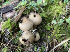 Lycoperdon spadiceum