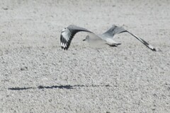 Chroicocephalus serranus