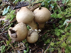 Lycoperdon spadiceum