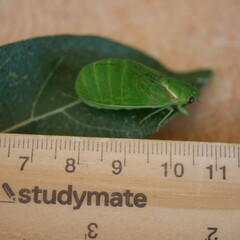 Glaucopsaltria viridis