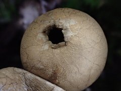 Lycoperdon spadiceum