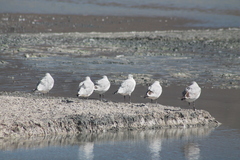 Chroicocephalus serranus