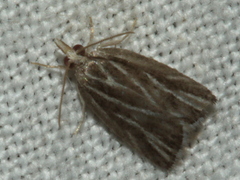 Tortricidae