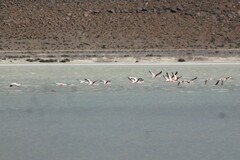 Phoenicoparrus jamesi