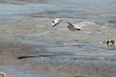 Chroicocephalus serranus