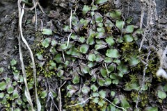 Targionia hypophylla