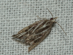 Tortricidae