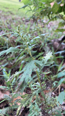 Ambrosia psilostachya