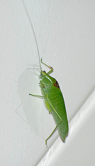 Anaulacomerina