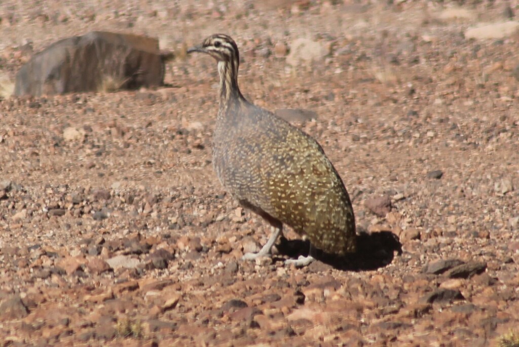 Puna Tinamou