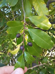 Prunus caroliniana