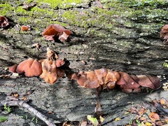 Auricularia fuscosuccinea
