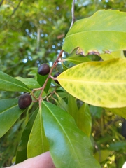 Prunus caroliniana