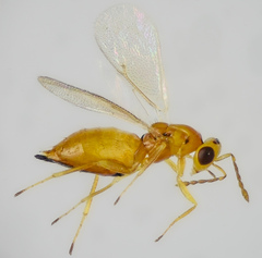 Tetrastichinae