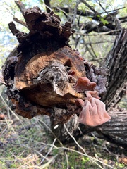 Auricularia fuscosuccinea