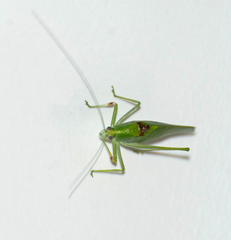 Anaulacomerina